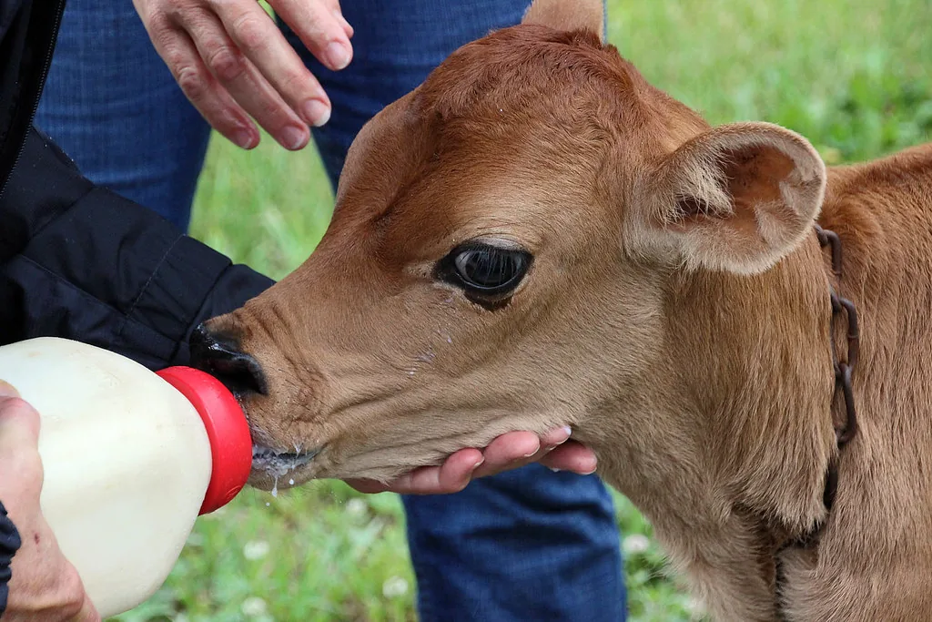 Alimentação de bezerros com aleitamento na fazenda