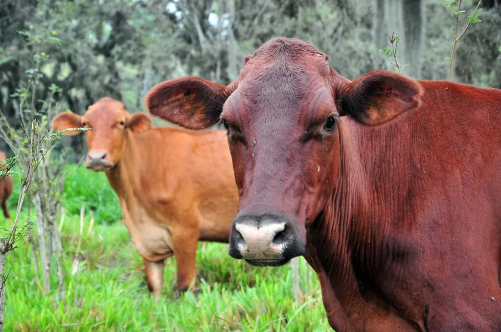 Sistema ILPF com eucaliptos e gado gerando crédito de carbono para o produtor rural