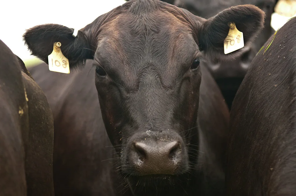 Criação de bezerros do nascimento ao desmame no pasto