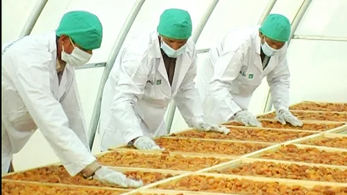 Cientista e agrônomo analisando mudas e bioinsumos em laboratório de biotecnologia agrícola Cientista e agrônomo analisando mudas e bioinsumos em laboratório de biotecnologia agrícola