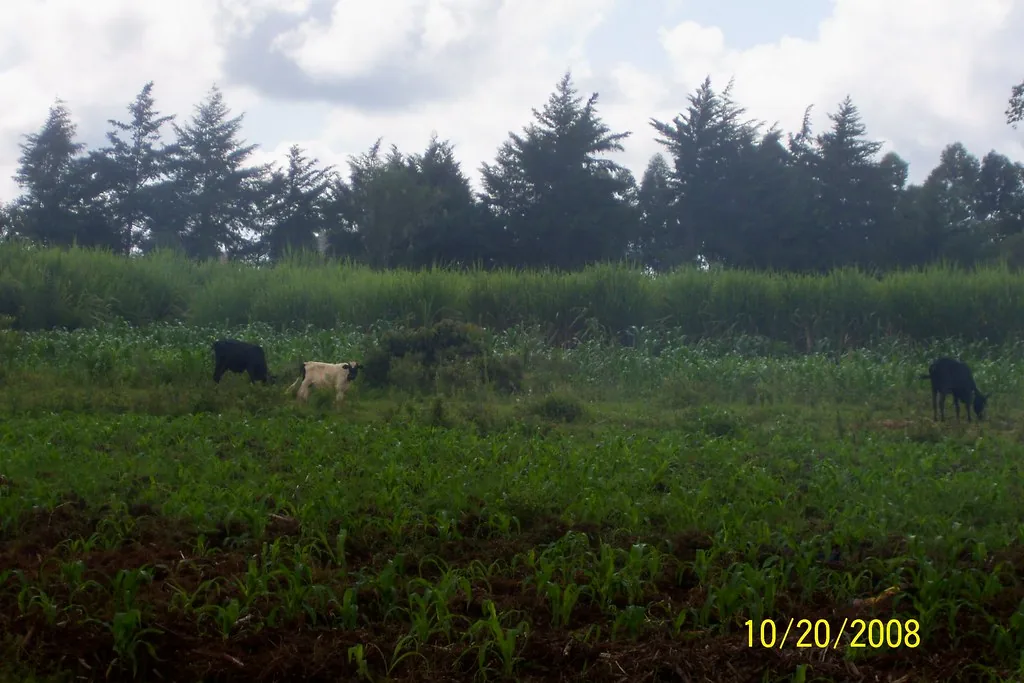 Integração lavoura-pecuária-floresta no semiárido