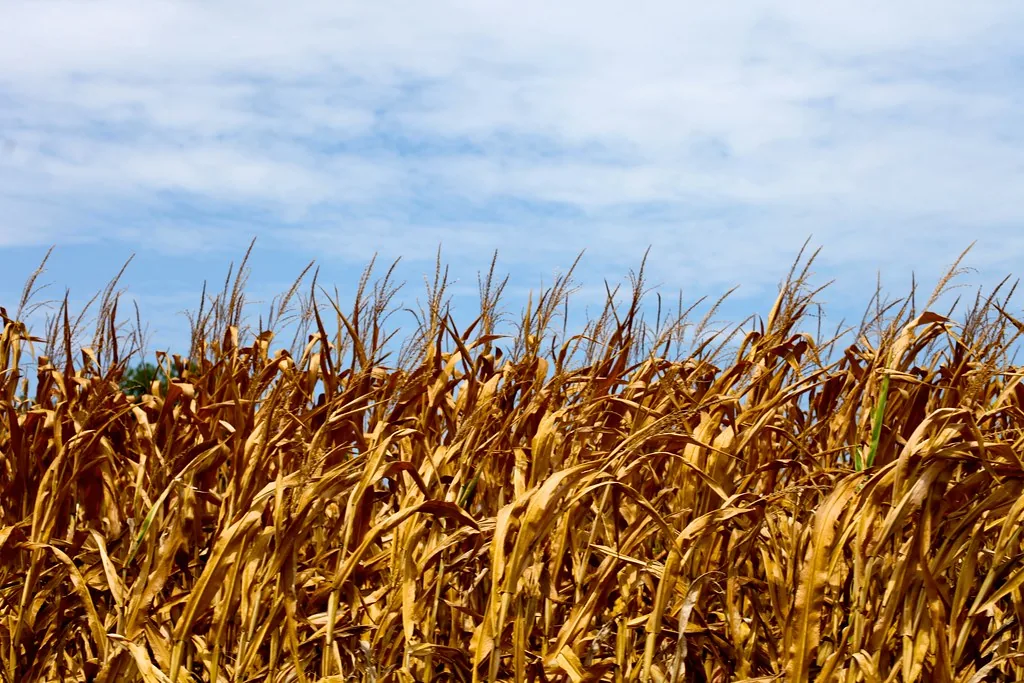 Manejo Agrícola Durante o El Niño: Estratégias para Proteger a Lavoura no Brasil