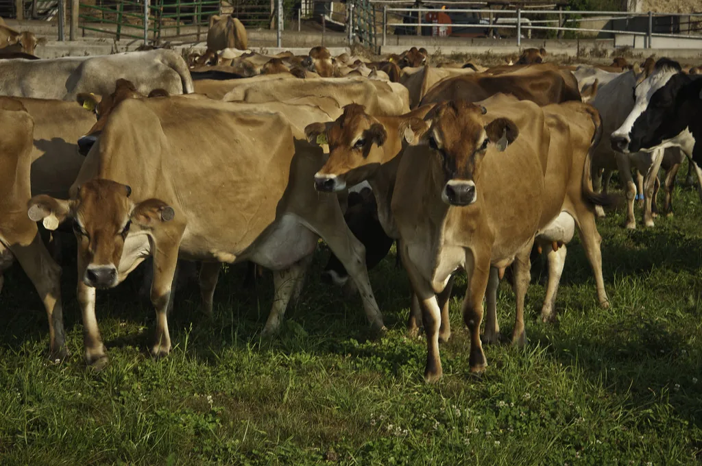 Pastejo Rotacionado: Guia Prático Completo para o Produtor Rural