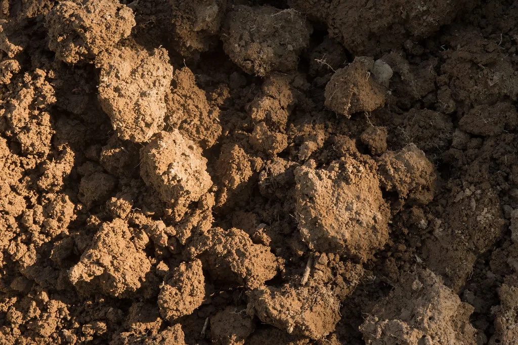 Solo agrícola protegido por espessa camada de palhada de cobertura Solo agrícola protegido por espessa camada de palhada de cobertura